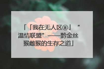 「我在无人区⑧」“温情联盟”——黔金丝猴雌猴的生存之道