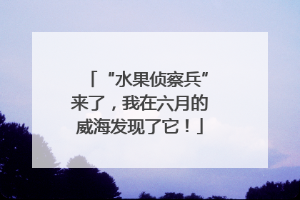 “水果侦察兵”来了，我在六月的威海发现了它！