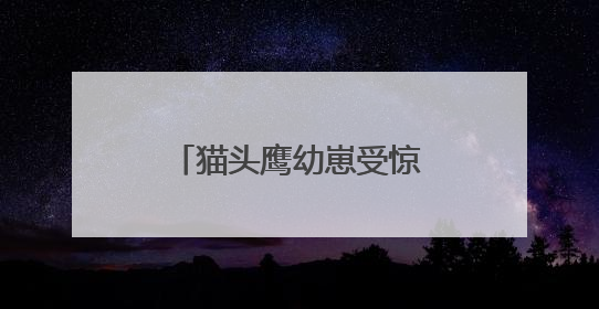 猫头鹰幼崽受惊拒食 民警“奶爸式”暖心投喂
