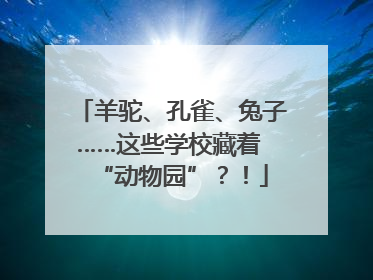 羊驼、孔雀、兔子……这些学校藏着 “动物园”？！