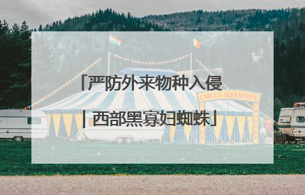 严防外来物种入侵｜西部黑寡妇蜘蛛