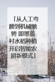 从人工弯腰到机械驰骋 即墨蓝村水稻种植开启智能农耕新模式