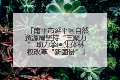 南平市延平区自然资源局坚持“三聚力” 助力擎画集体林权改革“新图景”