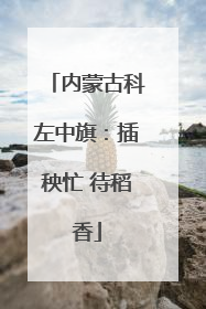 内蒙古科左中旗：插秧忙 待稻香