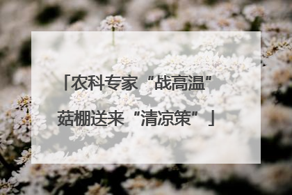 农科专家“战高温” 菇棚送来“清凉策”