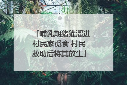 哺乳期猪獾溜进村民家觅食 村民救助后将其放生