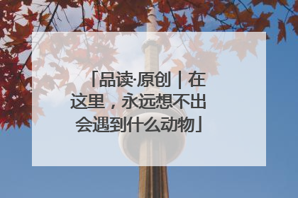 品读·原创｜在这里，永远想不出会遇到什么动物