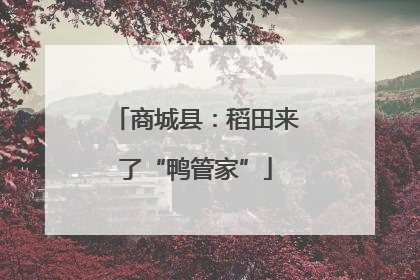 商城县：稻田来了“鸭管家”