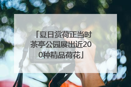 夏日赏荷正当时 茶亭公园展出近200种精品荷花