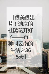 很美很出片！迪庆的杜鹃花开好了——有一种叫云南的生活之365天
