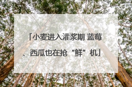小麦进入灌浆期 蓝莓、西瓜也在抢“鲜”机