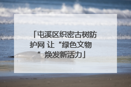 屯溪区织密古树防护网 让“绿色文物”焕发新活力