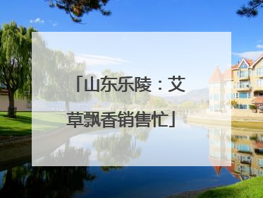山东乐陵：艾草飘香销售忙