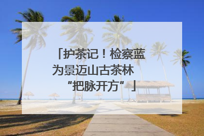 护茶记！检察蓝为景迈山古茶林 “把脉开方”