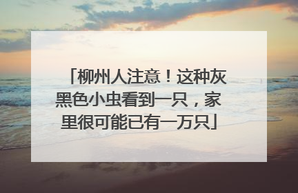 柳州人注意！这种灰黑色小虫看到一只，家里很可能已有一万只
