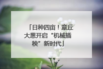 日种四亩！章丘大葱开启“机械插秧”新时代