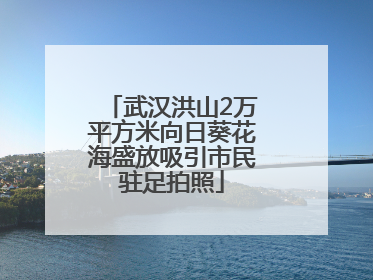 武汉洪山2万平方米向日葵花海盛放吸引市民驻足拍照