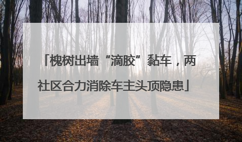 槐树出墙“滴胶”黏车，两社区合力消除车主头顶隐患