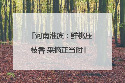 河南淮滨：鲜桃压枝香 采摘正当时