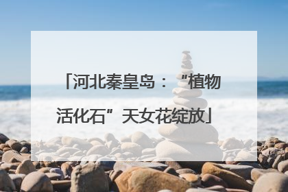 河北秦皇岛：“植物活化石”天女花绽放