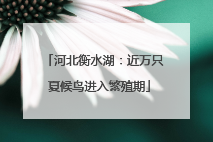 河北衡水湖：近万只夏候鸟进入繁殖期