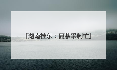 湖南桂东：夏茶采制忙