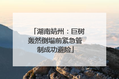 湖南靖州：巨树轰然倒塌前紧急管制成功避险