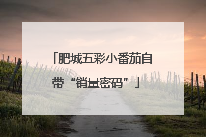 肥城五彩小番茄自带“销量密码”