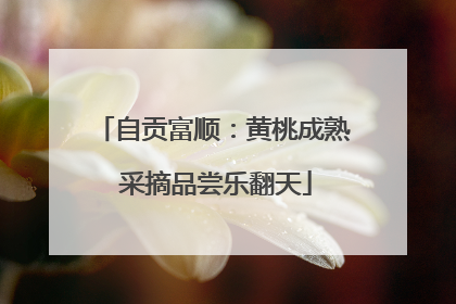 自贡富顺：黄桃成熟 采摘品尝乐翻天