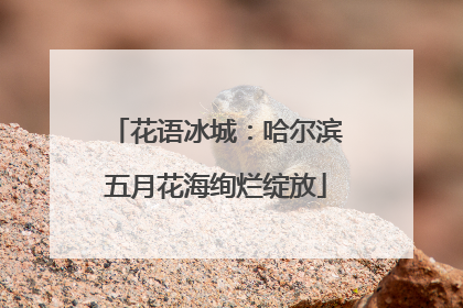 花语冰城：哈尔滨五月花海绚烂绽放