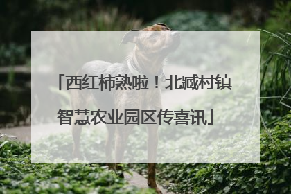 西红柿熟啦！北臧村镇智慧农业园区传喜讯