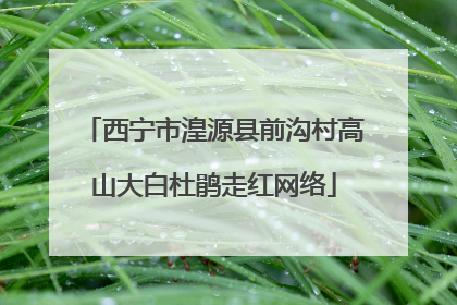 西宁市湟源县前沟村高山大白杜鹃走红网络