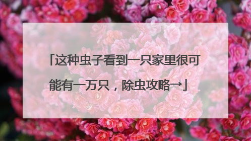 这种虫子看到一只家里很可能有一万只，除虫攻略→