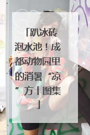 趴冰砖 泡水池！成都动物园里的消暑“凉”方丨图集
