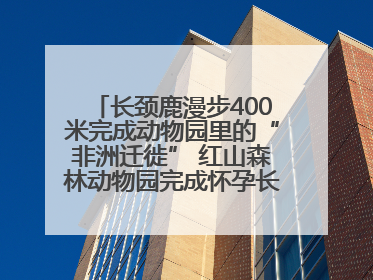 长颈鹿漫步400米完成动物园里的“非洲迁徙” 红山森林动物园完成怀孕长颈鹿步行转运