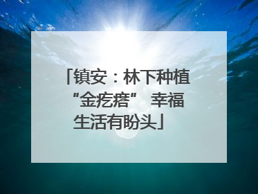 镇安：林下种植“金疙瘩” 幸福生活有盼头