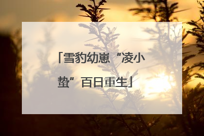 雪豹幼崽“凌小蛰”百日重生