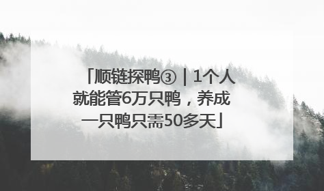 顺链探鸭③｜1个人就能管6万只鸭，养成一只鸭只需50多天