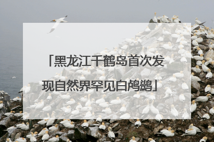 黑龙江千鹤岛首次发现自然界罕见白鸬鹚