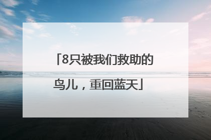 8只被我们救助的鸟儿，重回蓝天
